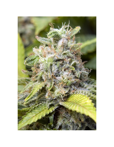 Critical Feminizada Advanced Seeds (1)