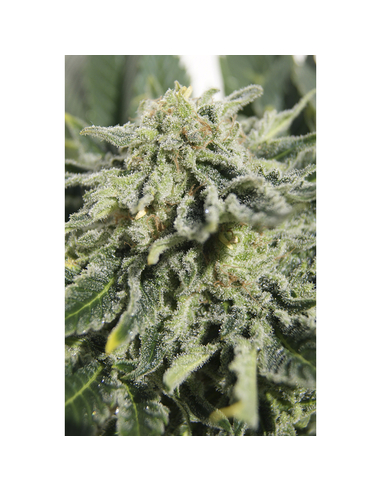 Heavy Bud Feminizada Advanced Seeds (1)