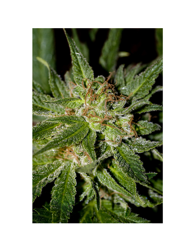 Jack Plant Feminizada Advanced Seeds (3)