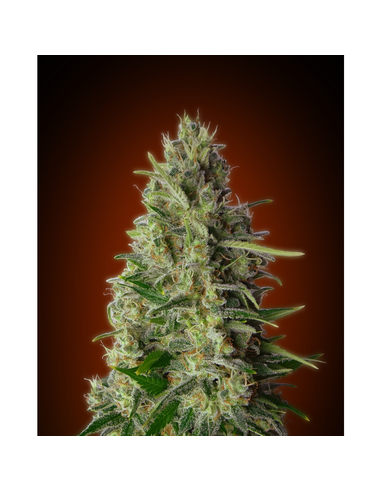 Kali 47 Feminizada Advanced Seeds (1)