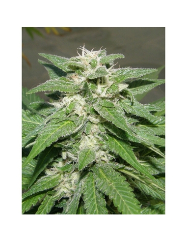 Kong 47 Feminizada Dr. Underground Seeds (2)