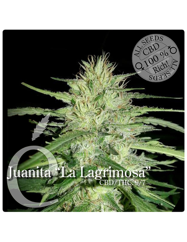 Juanita "La Lagrimosa" Feminizada Elite Seeds (7)