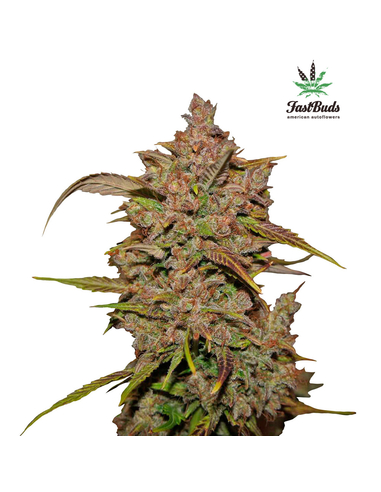 Crystal METH Auto Fast Buds Seeds (3)