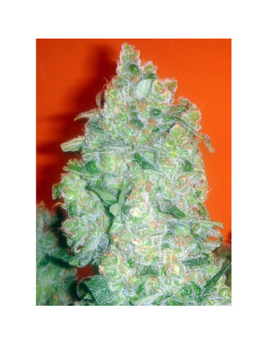 Jack La Motta Feminizada Medical Seeds (3)