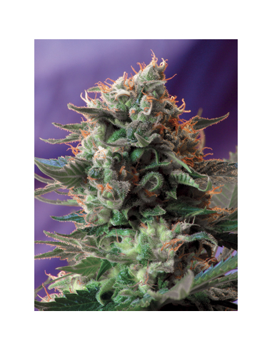 Jack 47 Fast Version Feminizada Sweet Seeds (3)