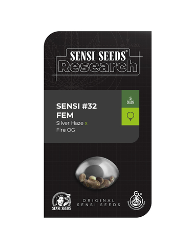 Sensi #32 Silver Haze x Fire O G Feminizada Sensi Seeds (5)