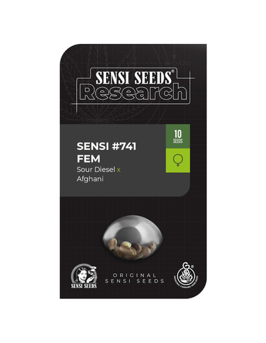 Sensi #741 Sour Diesel x Afgha ni Feminizada Sensi Seeds (10)