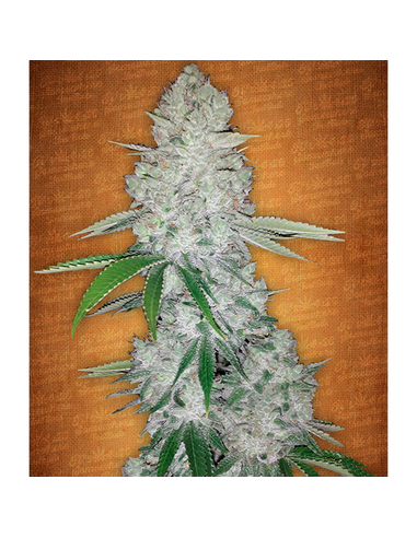 Gorilla Glue auto Fast Buds Seeds (3)