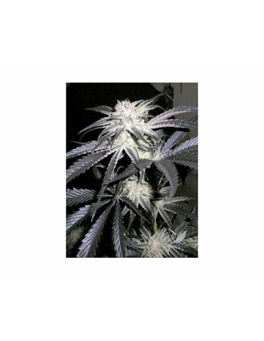 Peyote Purple Feminizada Cannabiogen (10)