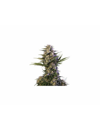 Kraken Feminizada Buddha Seeds Bank (10)