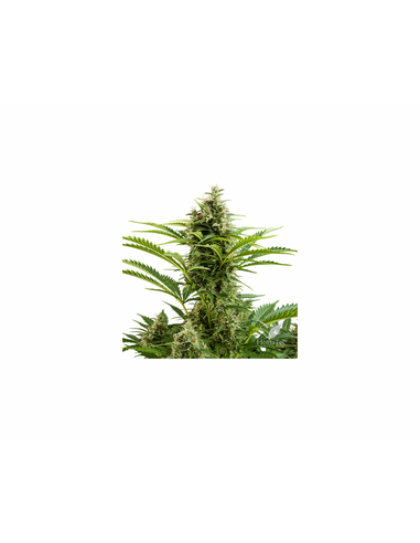 Vesta Auto Buddha Seeds Bank (10)