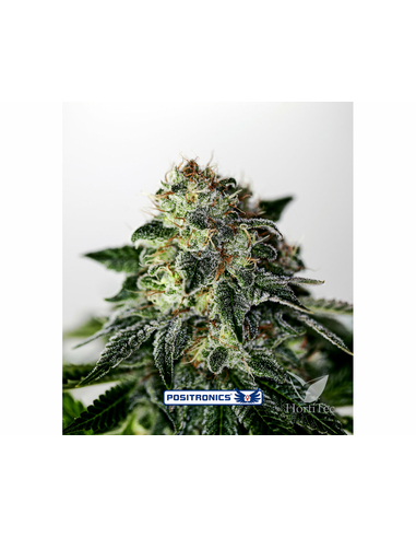 Mystic Cookie Express Positronic's Seeds (5)