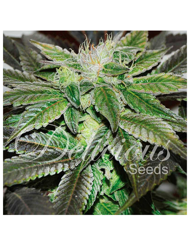 Sugar Candy Feminizada Delicious Seeds (5)