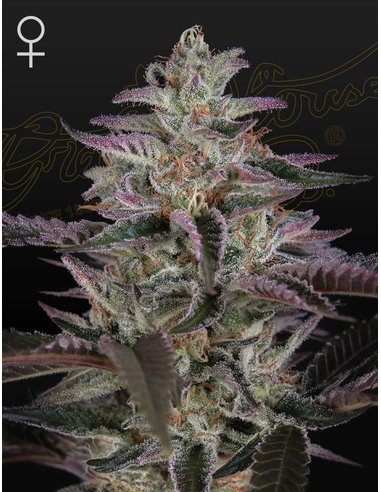 Banana Krumble Feminizada Green House Seeds (5)