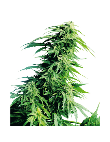 Hindu Kush 3 Feminizada Sensi Seeds (3)