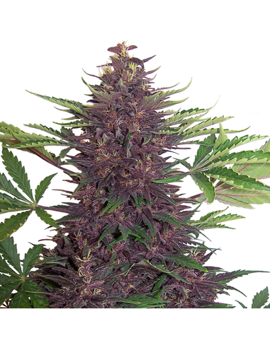 Auto Purple Kush Buddha Seeds (1)