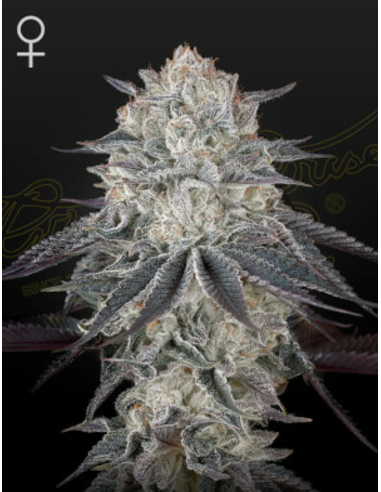 King´s Juice Green House Seeds