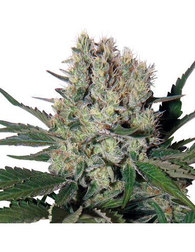 Syrup Auto Buddha Seeds (1)