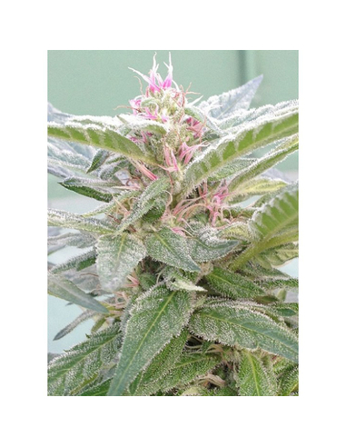 U-Pink Kush Feminizada Dr. Underground Seeds (4)