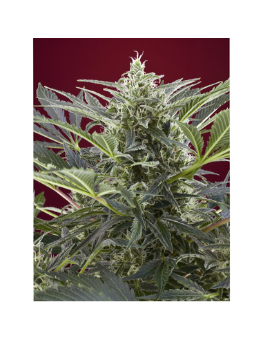 Cream 47 Feminizada Sweet Seeds (3)