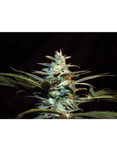 Ice Cool Feminizada Sweet Seeds (3)