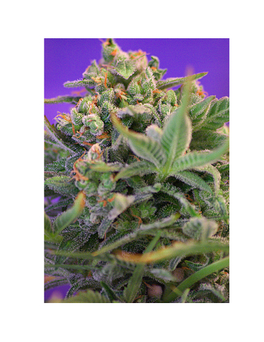 Sweet Cheese Feminizada Sweet Seeds (3)