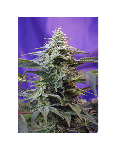 Sweet Special Fast Version Feminizada Sweet Seeds (3)