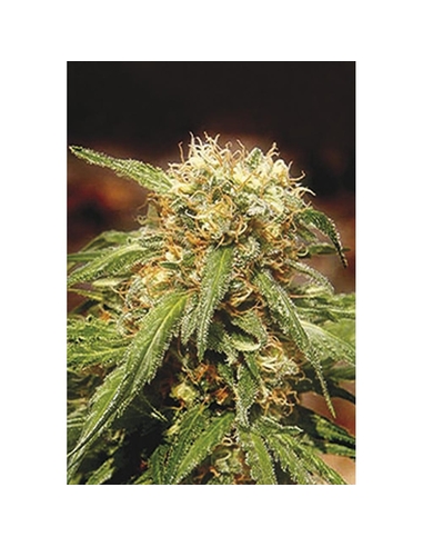 Sweet Tai Feminizada Sweet Seeds (3)