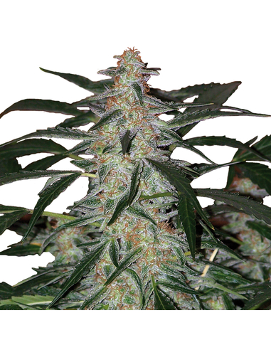 Deimos Auto Buddha Seeds (3)