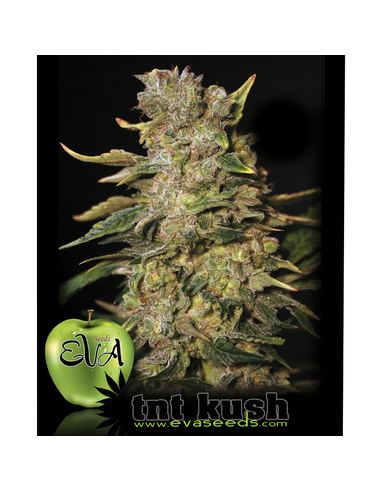 TNT Kush Feminizada Eva Seeds (6)