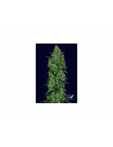 Auto Skunk Mass  Advanced Seeds (10)