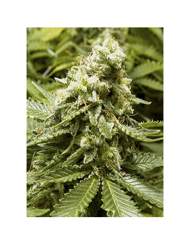 Early Widow Feminizada Advanced Seeds (1)