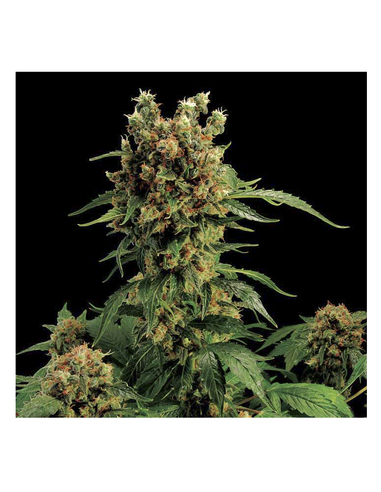 California HashPlant  Feminizada Dinafem (1)