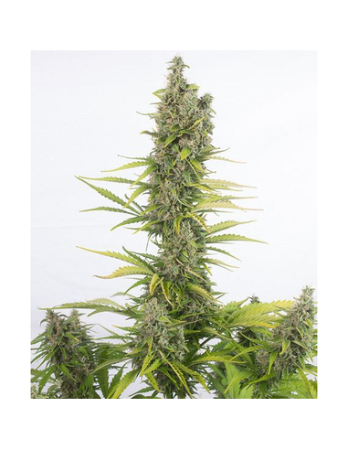 Amnesia CBD Feminizada Dinafem (3)