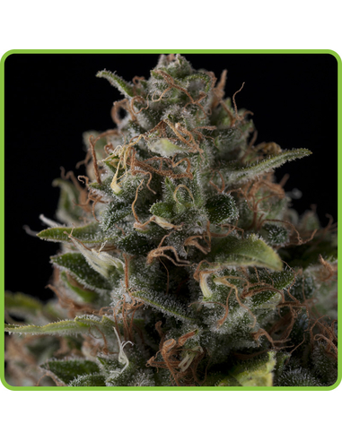 Creta-47 Feminizada Hippocrates Seeds (5)