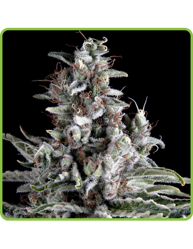 Anosia Haze Auto Hippocrates Seeds (5)