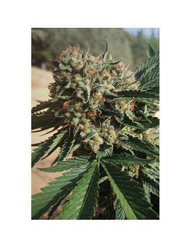 Sapphire OG Feminizada Humboldt Seeds Organisation (3)