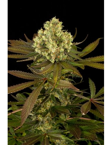 Sour Blueberry Feminizada Humboldt Seed Organisation (3)