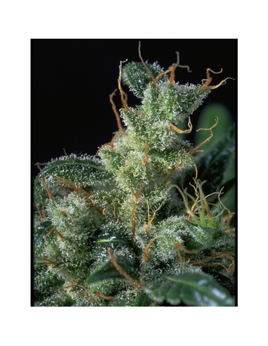 Kali Mist Regular Serious Seeds (11)