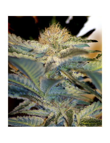 Mohan Ram Feminizada Sweet Seeds (100)