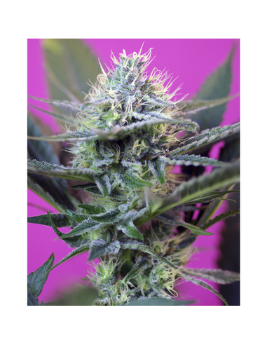 + Speed (automática) Sweet Seeds (25)