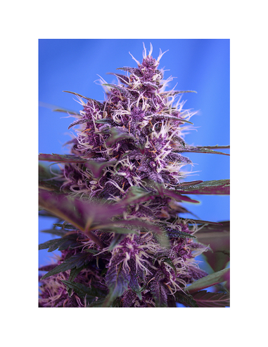 Red Poison (automática) Sweet Seeds (25)