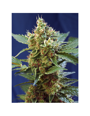 Cream Mandarine XL Auto Sweet Seeds (25)