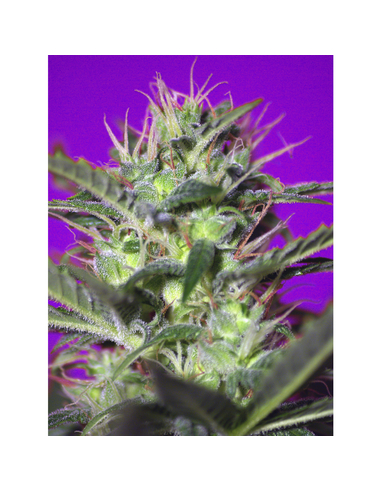 Botafumeiros Feminizada Sweet Seeds (3)