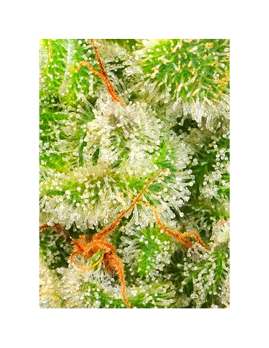 Afghan Skunk Feminizada Advanced Seeds (1)