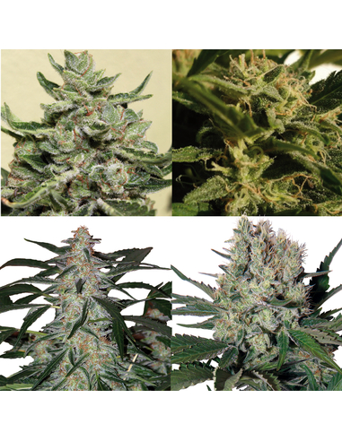 Assorted Auto (automática mix) Buddha Seeds (1)