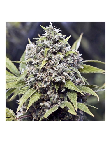 Pure AK Feminizada Female Seeds (4)