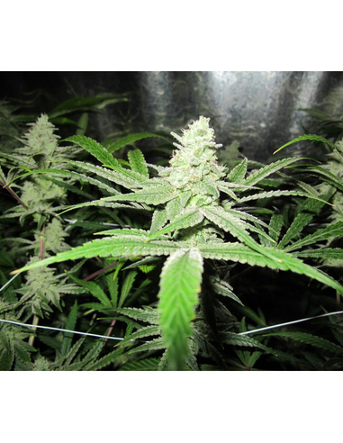 No Name Feminizada Medical Seeds (3)