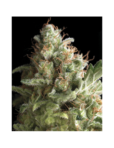 American Pie Feminizada Pyramid Seeds (50)