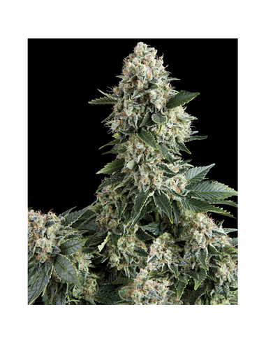 New York City Feminizada Pyramid Seeds (50)